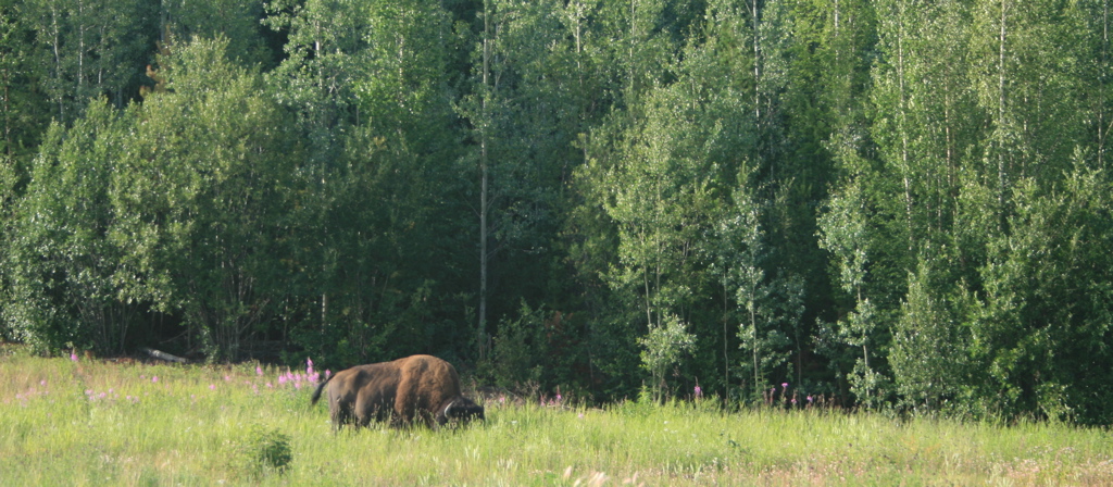 Bison
