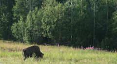 Bison