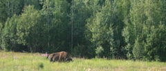 Bison