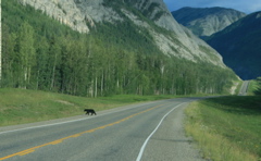 Mamma Bear