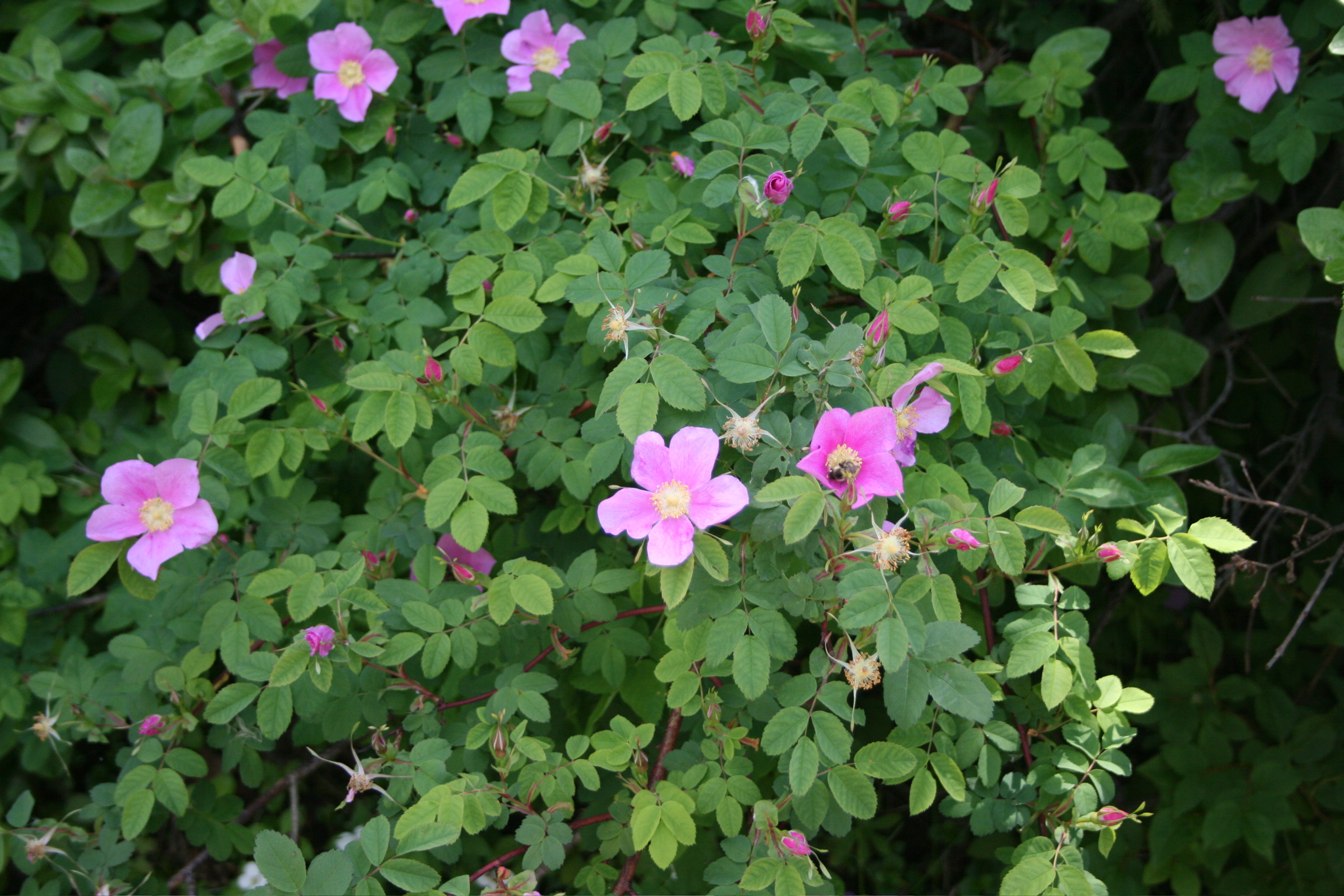Flowers at Whiskers Point
