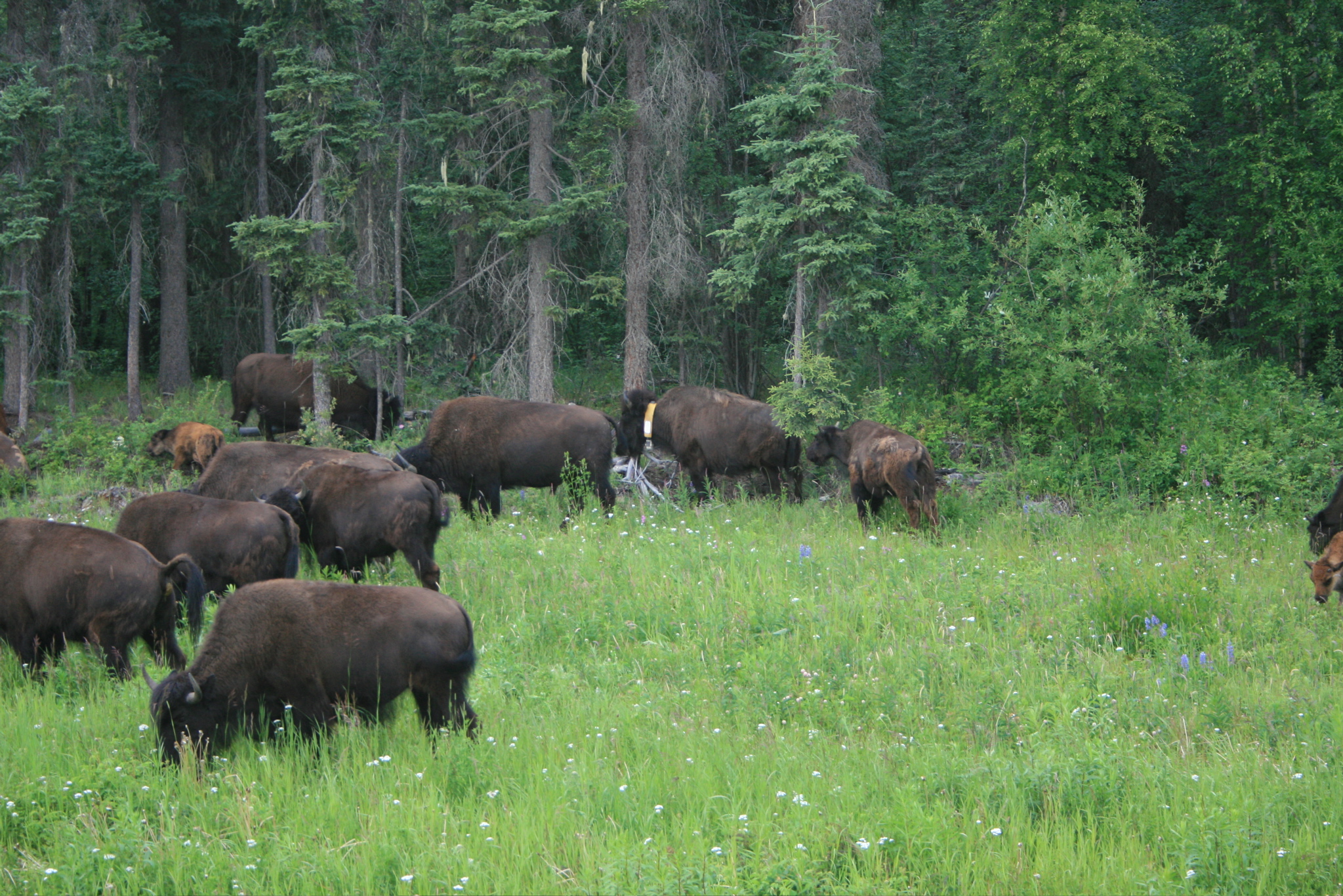 Bison Herd
