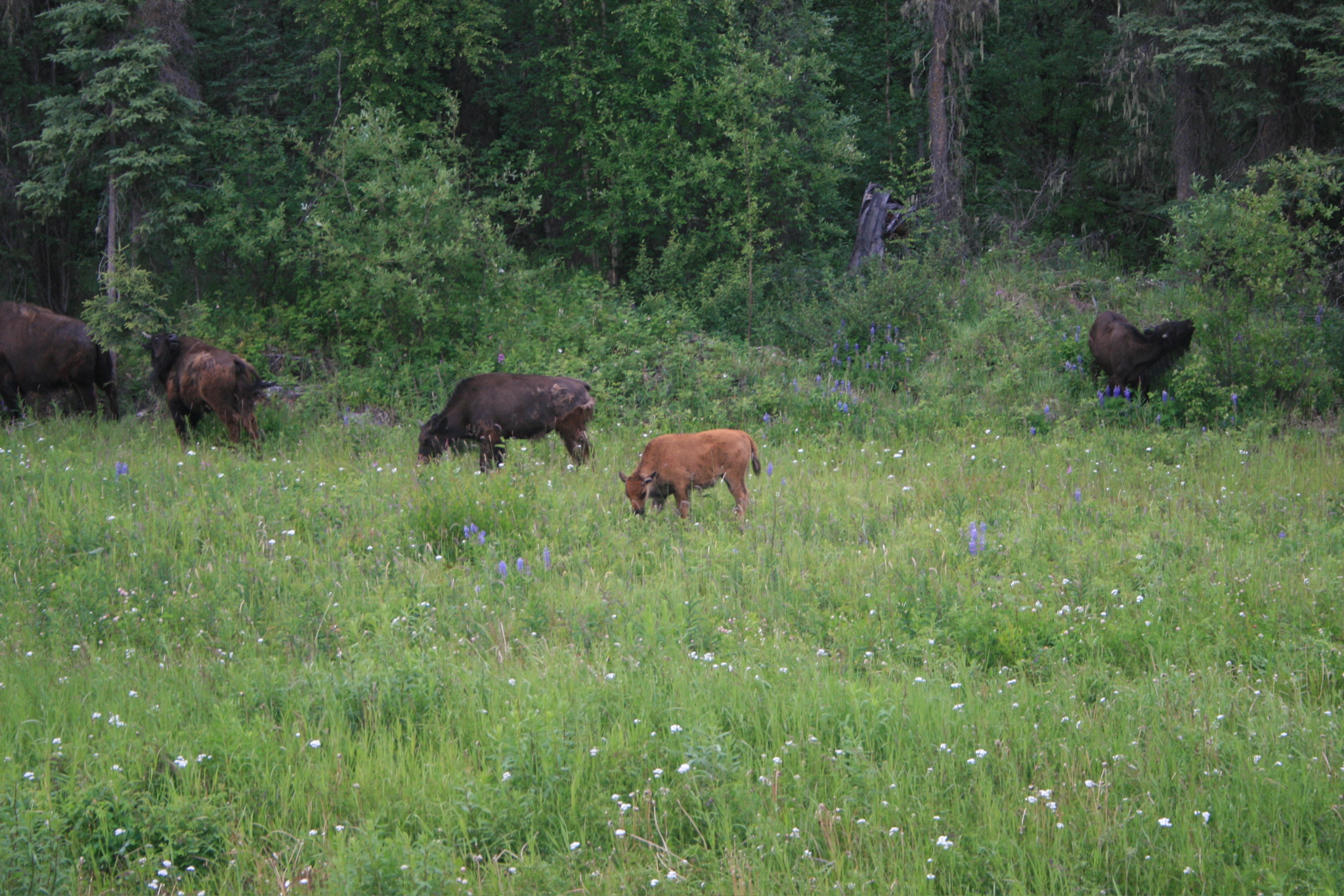 Young Bison