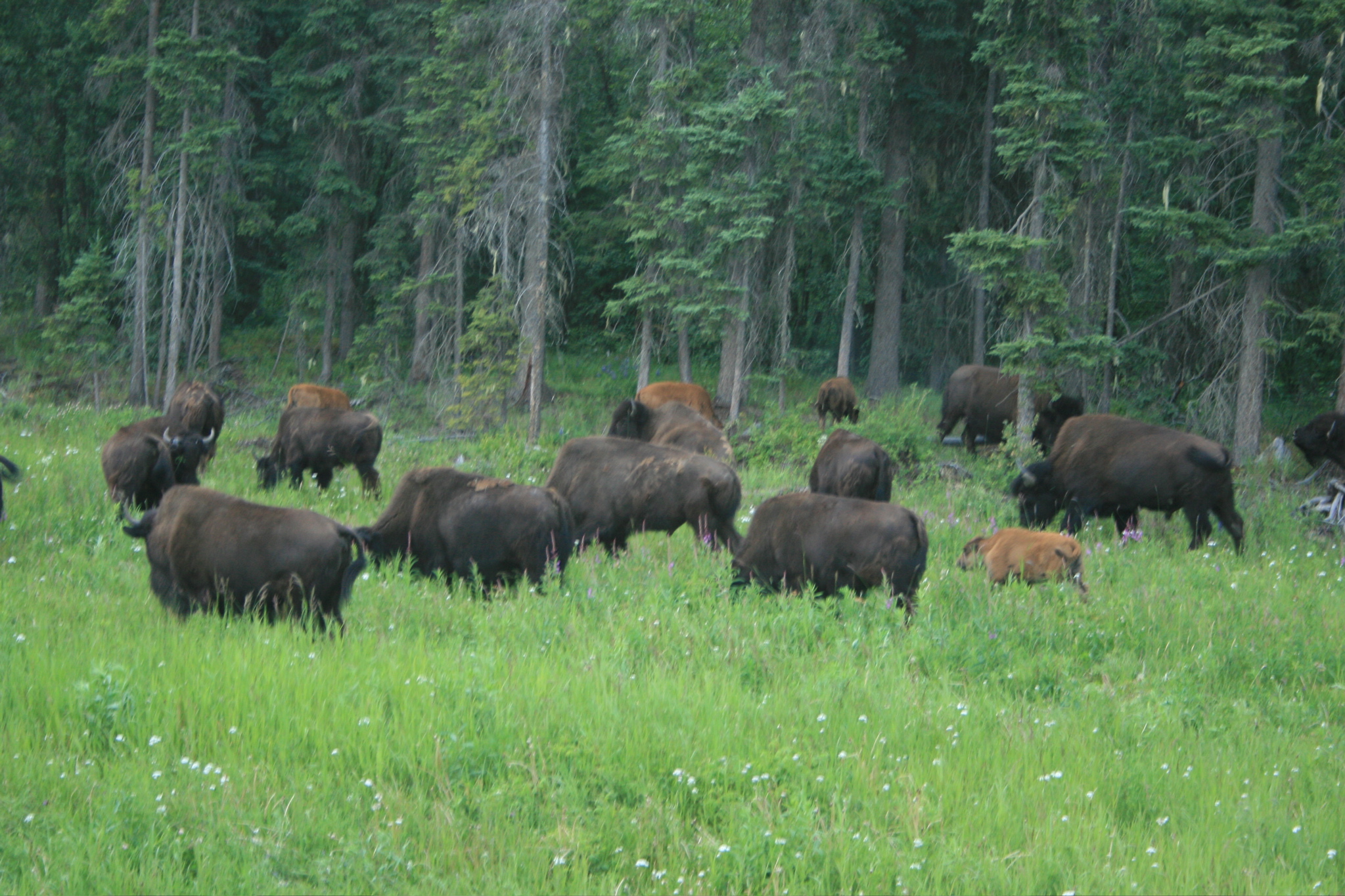Bison Herd