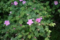 Flowers at Whiskers Point