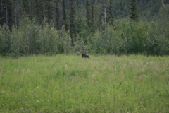 Bear Near Alaska Highway