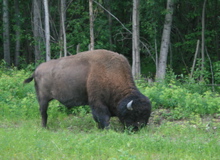 Bison