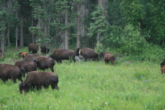 Bison Herd