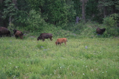 Young Bison