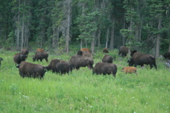 Bison Herd