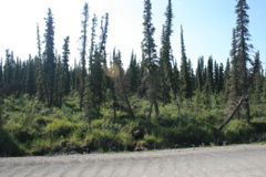 Drunken Forest