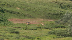 Grizzly Bears