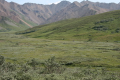 Mother Grizzly and Spring Cub